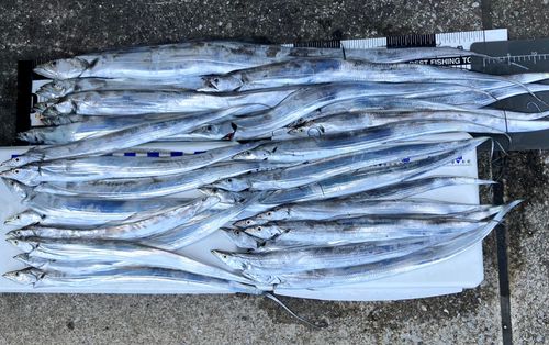 タチウオの釣果