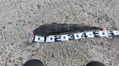 マゴチの釣果