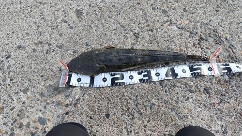 マゴチの釣果