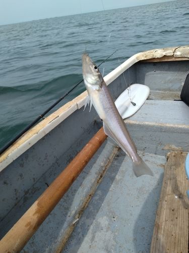 シロギスの釣果