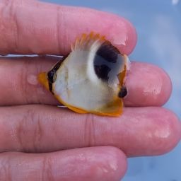 チョウチョウウオ