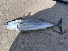 マルソウダの釣果
