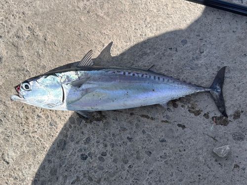 マルソウダの釣果