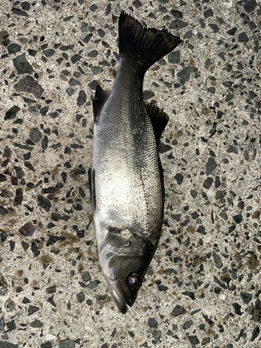 ヒラスズキの釣果