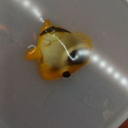 チョウチョウウオ