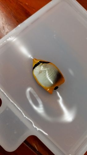 チョウチョウウオの釣果