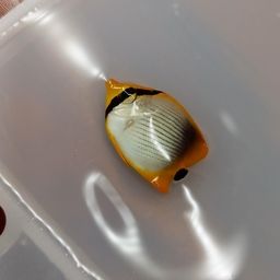 チョウチョウウオ