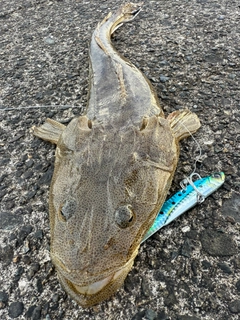 マゴチの釣果