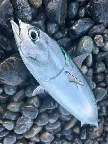 ソウダガツオの釣果