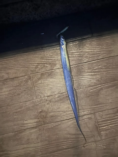 タチウオの釣果
