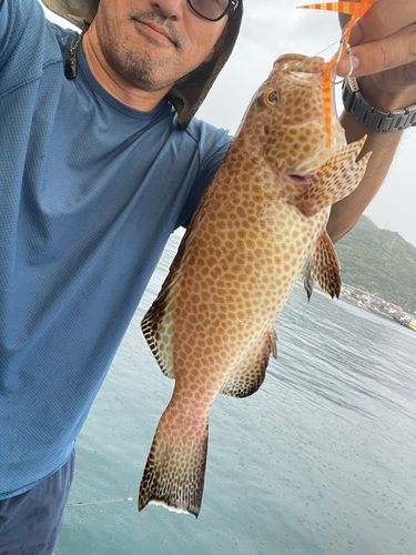 オオモンハタの釣果