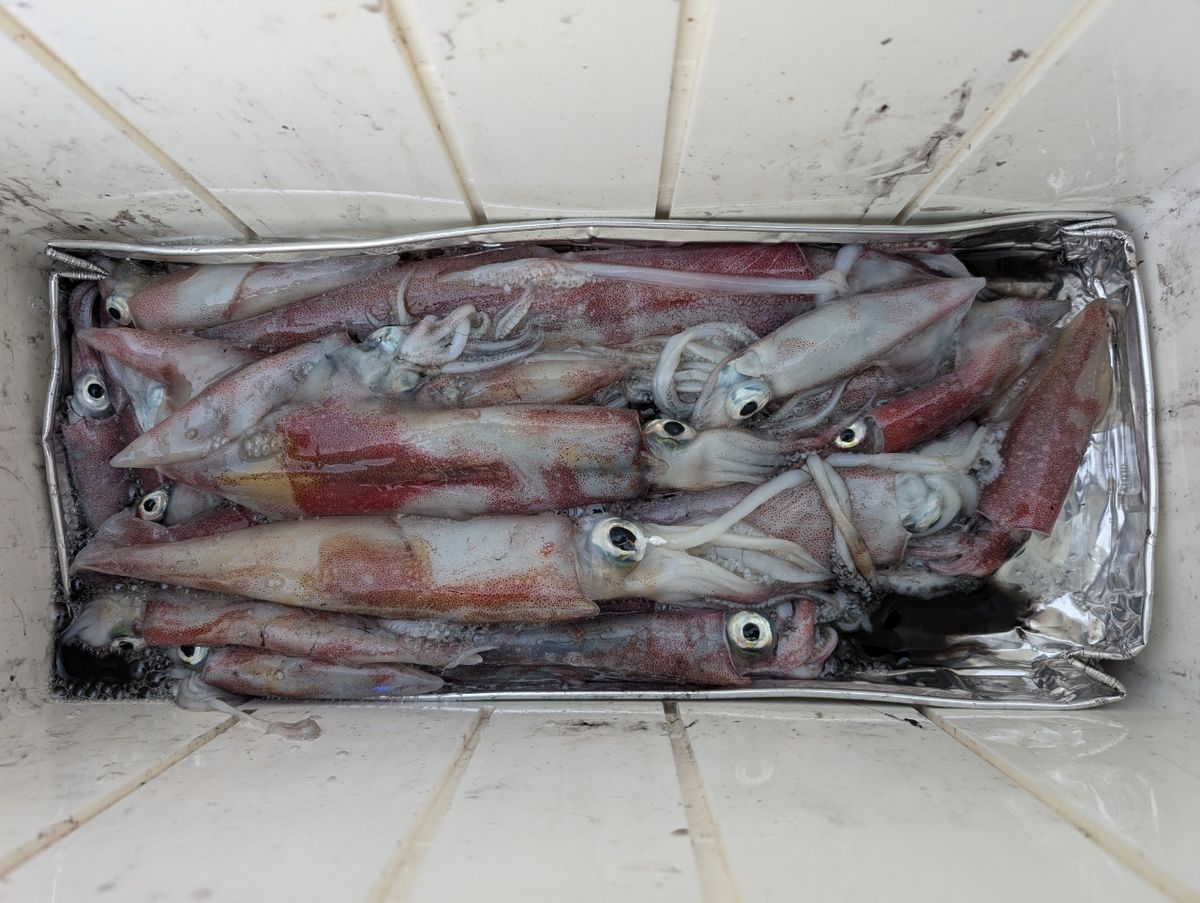 テツマルさんの釣果 2枚目の画像