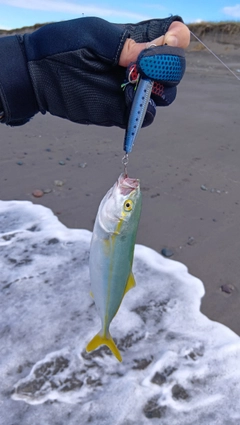 フクラギの釣果