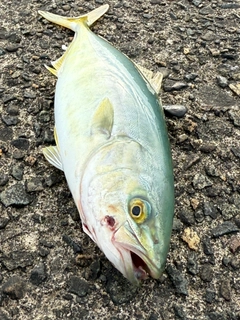 ツバスの釣果