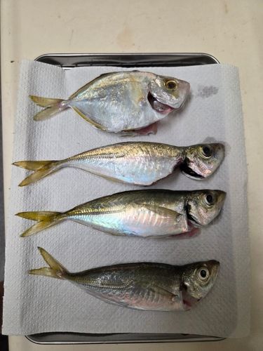 カイワリの釣果