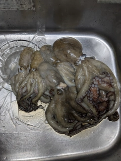タコの釣果