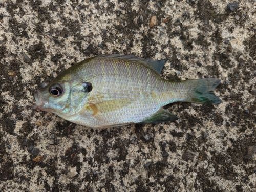 ブルーギルの釣果