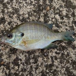 ブルーギル