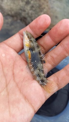 スズメダイの釣果