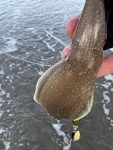 シタビラメの釣果