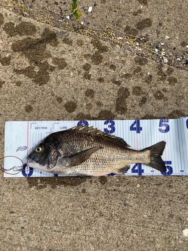 チヌの釣果