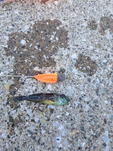 アナハゼの釣果