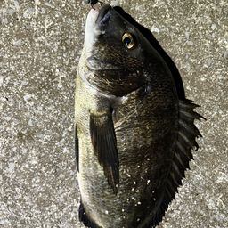 チヌ