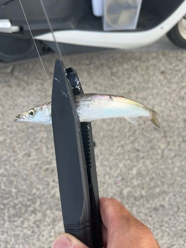 カマスの釣果