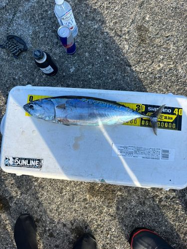 カツオの釣果