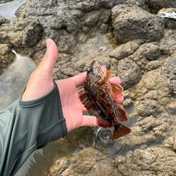 アジ