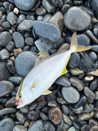 ショゴの釣果