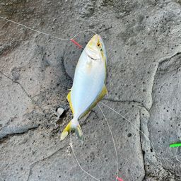 ショゴ