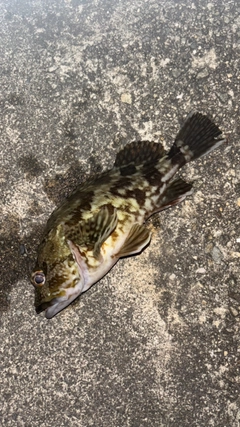 タケノコメバルの釣果