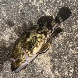 タケノコメバル