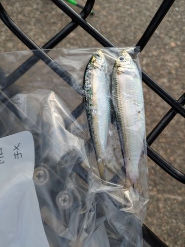 サッパの釣果
