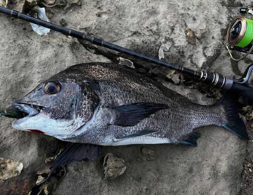 クロダイの釣果