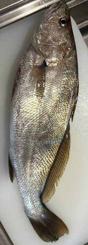 オオニベの釣果
