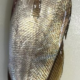 オオニベ