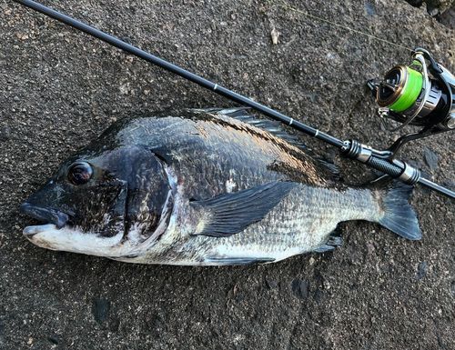 クロダイの釣果