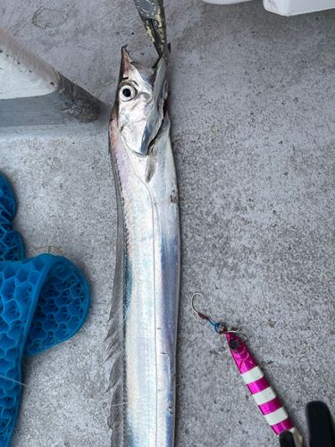 タチウオの釣果