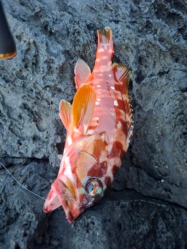 アカハタの釣果