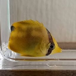 チョウチョウウオ