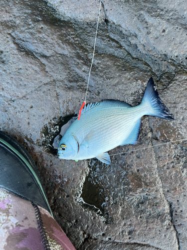 イスズミの釣果