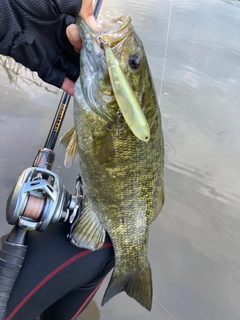 スモールマウスバスの釣果