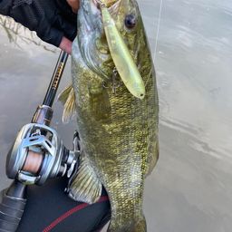 スモールマウスバス