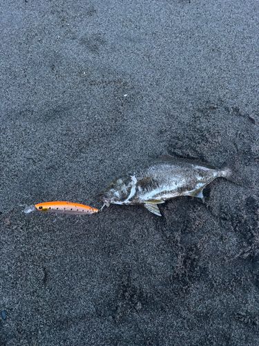 ショゴの釣果