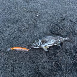 ショゴ