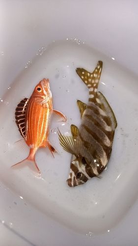 オニハタタテダイの釣果