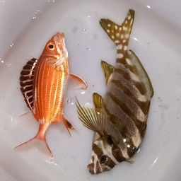 オニハタタテダイ