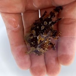 チョウチョウウオ